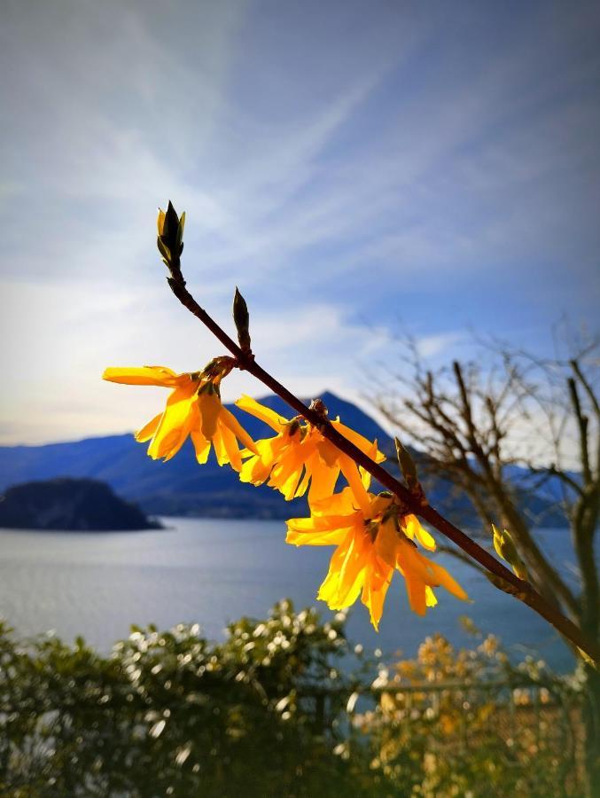 Ortensia Lake Como - Perfect For Couple And Pets Varenna Bagian luar foto