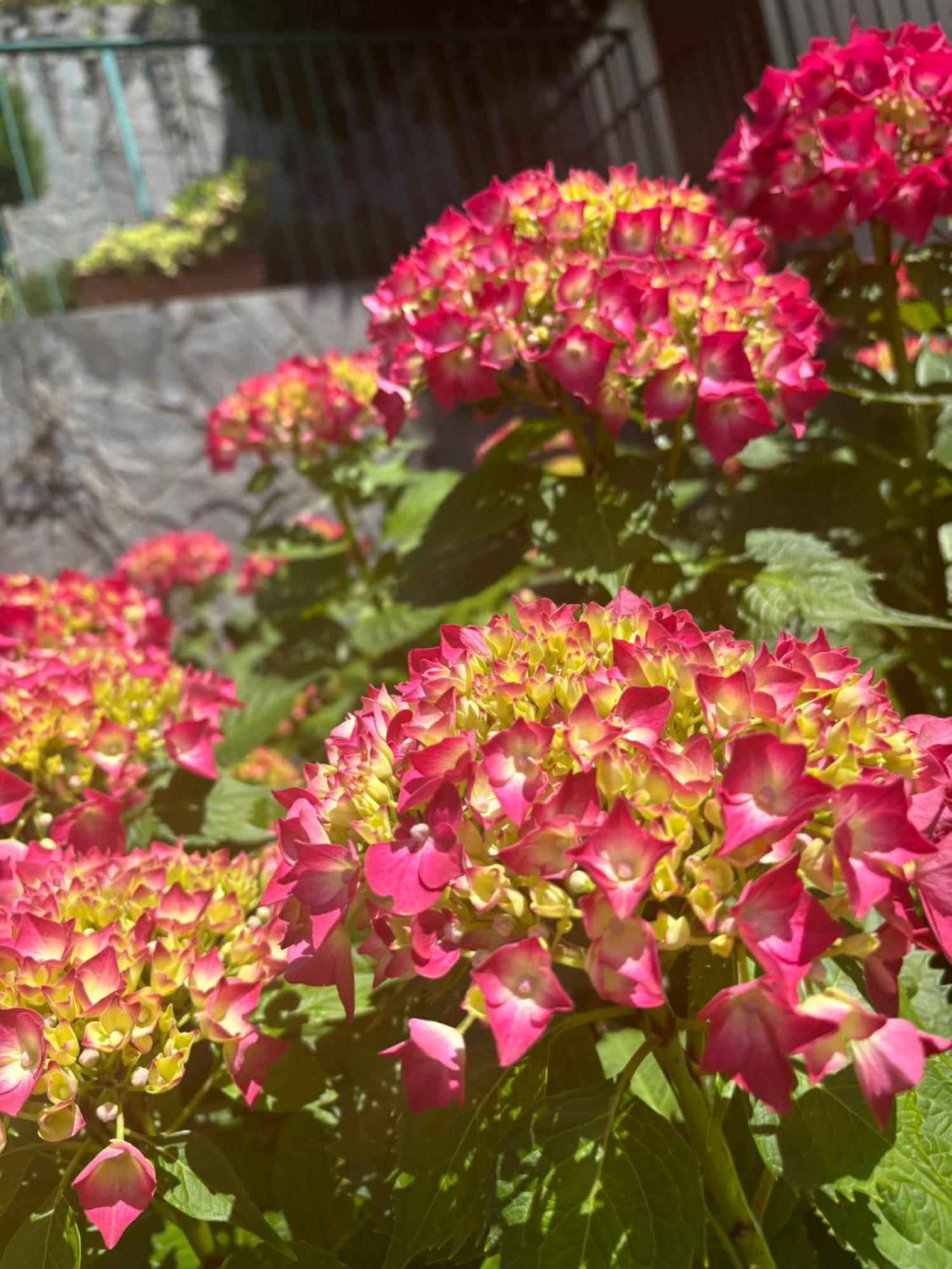 Ortensia Lake Como - Perfect For Couple And Pets Varenna Bagian luar foto